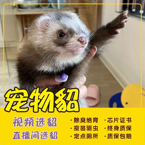 宠物貂幼崽活体宠物家养小宠物萌宠有证书已除臭腺已绝育