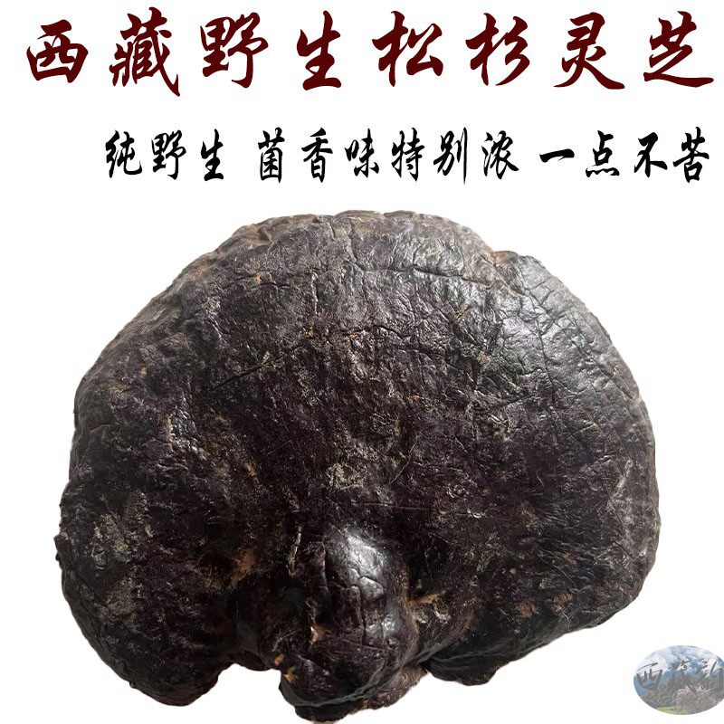 西藏直发 西藏林芝产野生松杉灵芝 500克 老松杉灵芝 松杉灵芝