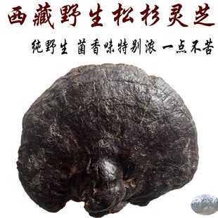 西藏直发 西藏林芝产野生松杉灵芝 500克 老松杉灵芝 松杉灵芝