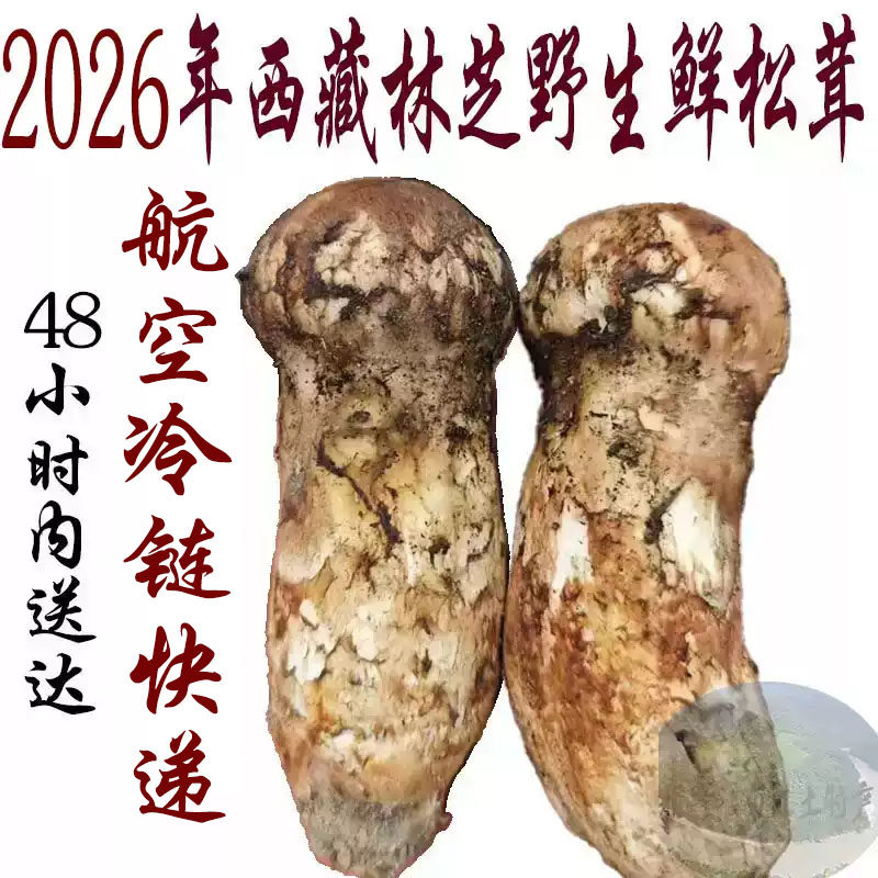 2026年鲜松茸西藏直发500新鲜松茸/菌菇
