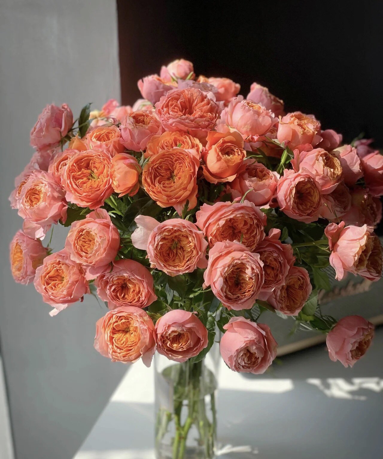 新森林鲜花小灵感多头玫瑰奥斯丁花型稀有鲜切花遴选优质玫瑰顺丰