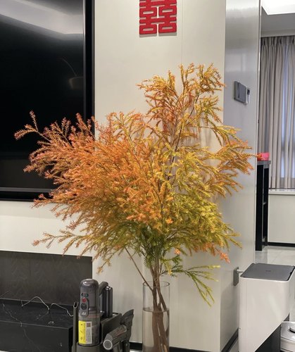 千层金家庭插花云南昆明基地直发真花鲜花顺丰空运遴选优质千层金