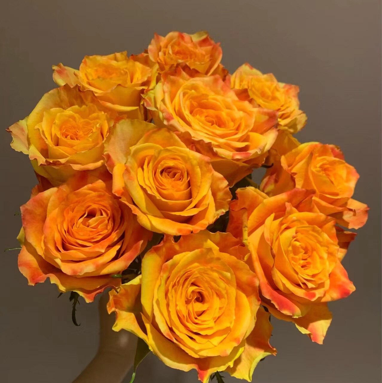 欢乐颂玫瑰精品大花苞好养开室内水养鲜切花云南鲜花基地直发