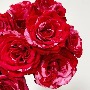 幸运女神巧克力高原红玫瑰插新鲜切花材云南名媛，高级幸运女神