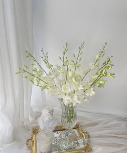 新森林云南鲜花直批洋兰杨兰千代兰万代兰插花装饰进口顺丰直发