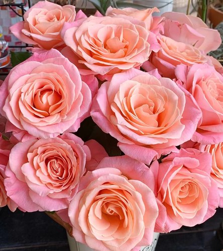 新森林基地直发现采现发精致优选节日礼物朱小姐猪小姐玫瑰顺丰