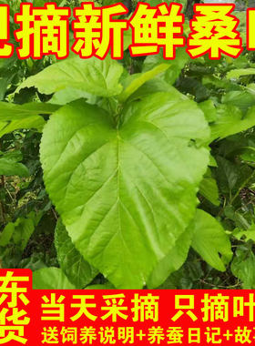 桑叶新鲜蚕宝宝学生套装食物