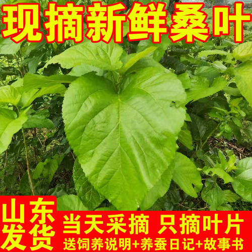 桑叶新鲜蚕宝宝学生套装食物
