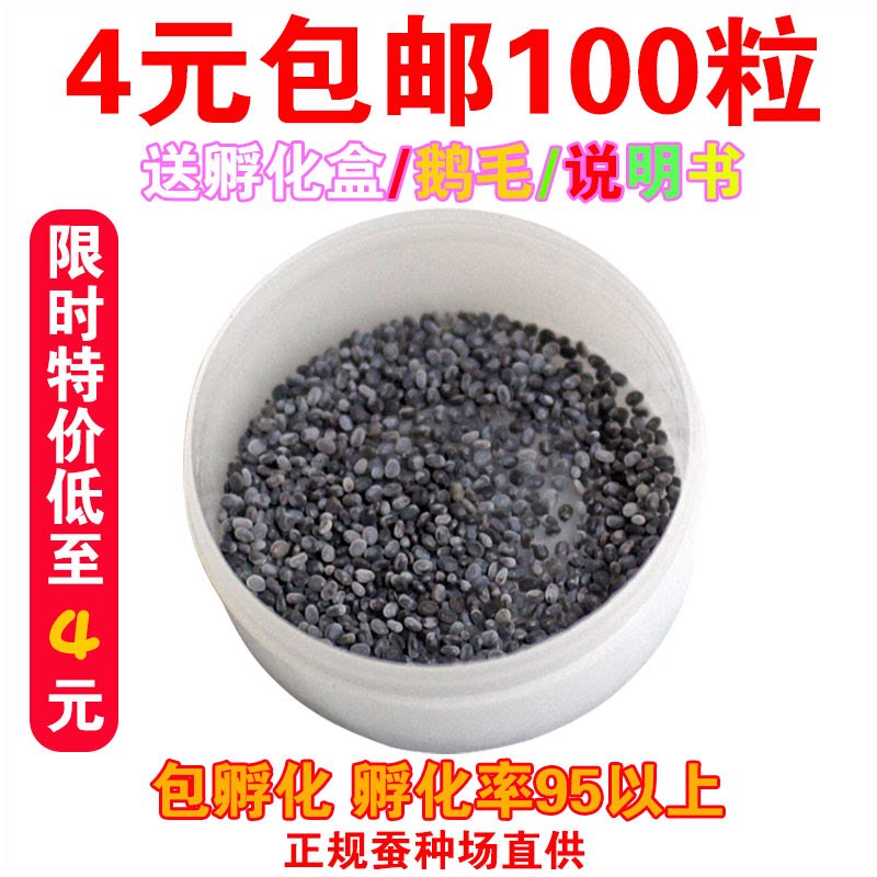 蚕宝宝卵蚕卵蚕宝宝活体蚕种春蚕卵蚕蚕籽送孵化盒送鹅毛新鲜桑叶