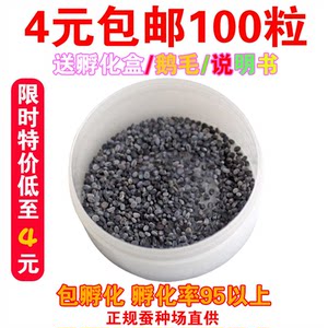 蚕宝宝卵包邮蚕宝宝活体蚕种春蚕卵蚕蚕籽送孵化盒送鹅毛新鲜桑叶