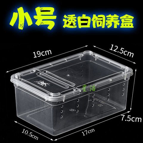 小号养殖箱爬虫宠物蜘蛛守宫角蛙