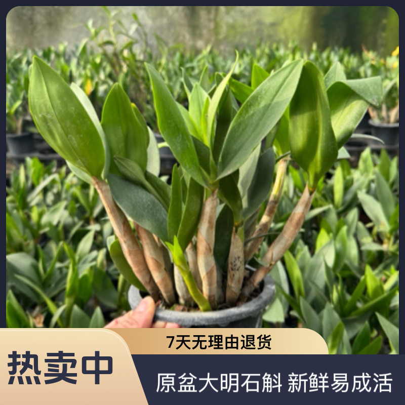 新品粉花大明石斛原盆进口名贵粉红色石斛兰盆栽绿植室内外观赏