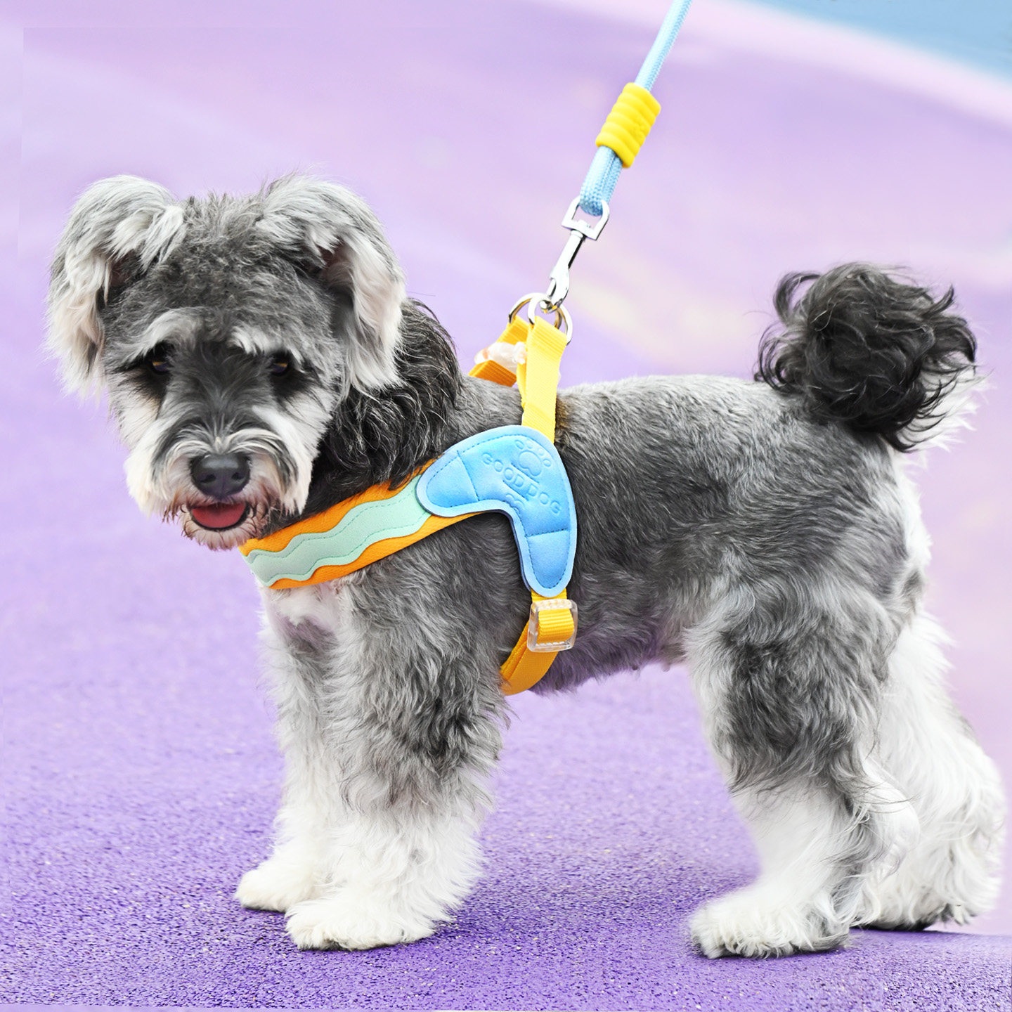 狗狗牵引绳胸背带可调节遛狗绳