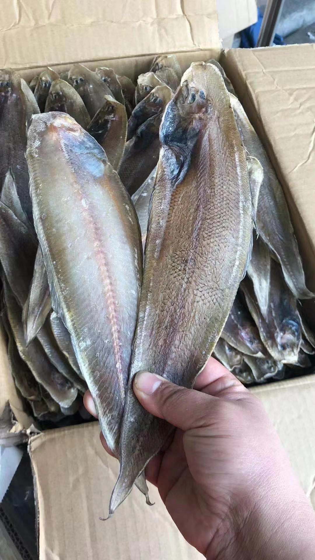 汕尾马宫 本港特产龙舌鱼脯【中】龙利鱼干 野生海鱼干 淡晒500g