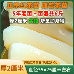 共6斤五年红茶菌老菌厚2厘米酵素妈妈海宝胃宝菌种醋蛾子康普茶