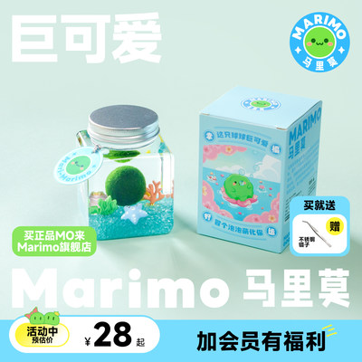 marimo马里莫海藻球好养水培植物