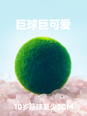 Водоросли мяч marimo马里莫 球藻水培绿植物巨球生态瓶10岁20岁大号巨型海藻球