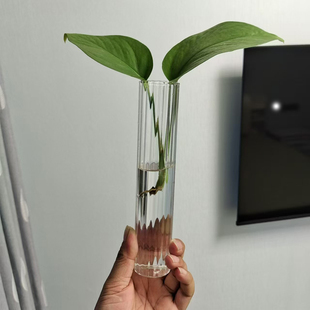 条纹试管花瓶竖纹玻璃水培花瓶迷你小花瓶子水养植物细长水培器皿