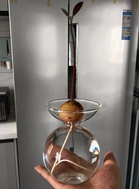 水培牛油果好看又适用的瓶子