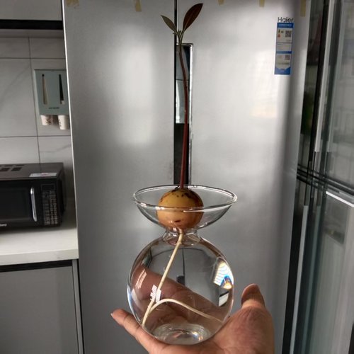 水培牛油果好看又适用的瓶子