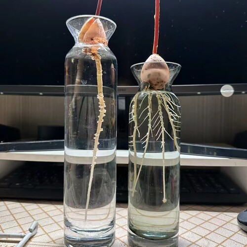 水养牛油果的玻璃容器