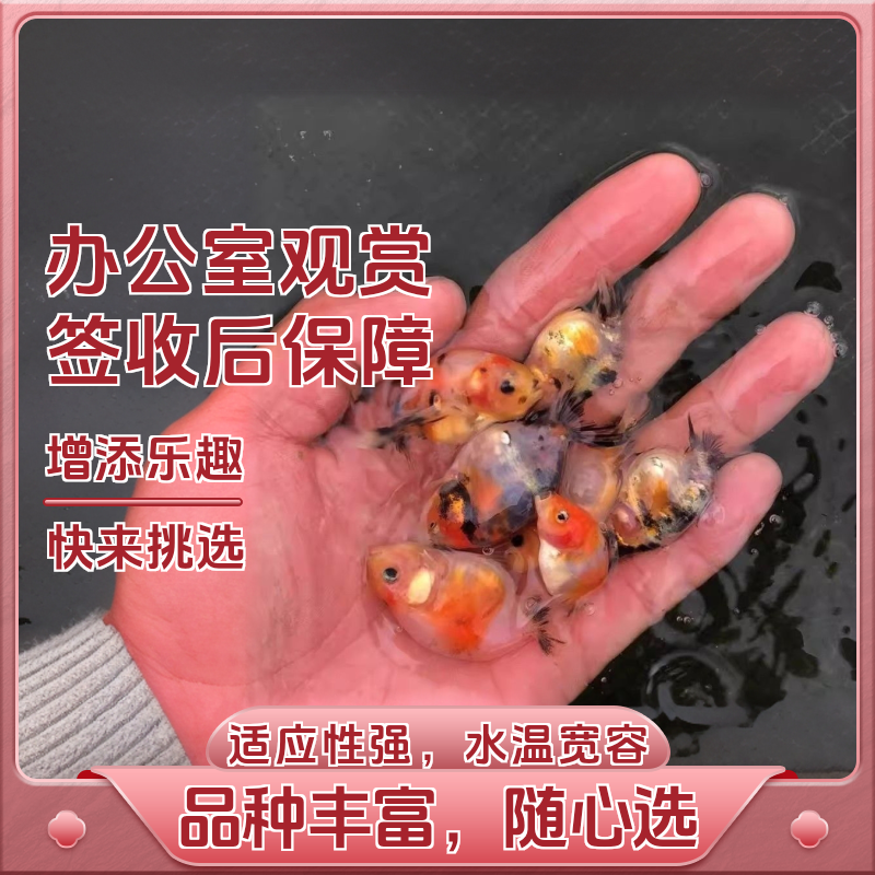 兰寿金鱼观赏鱼兰寿鱼苗奶牛樱花兰寿小型鱼冷水淡水好养金鱼饲料
