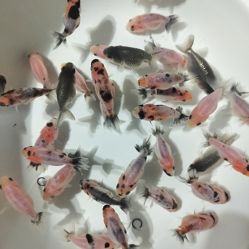 大体苗兰寿金鱼奶牛精品兰寿赛级兰寿观赏鱼鱼苗淡水