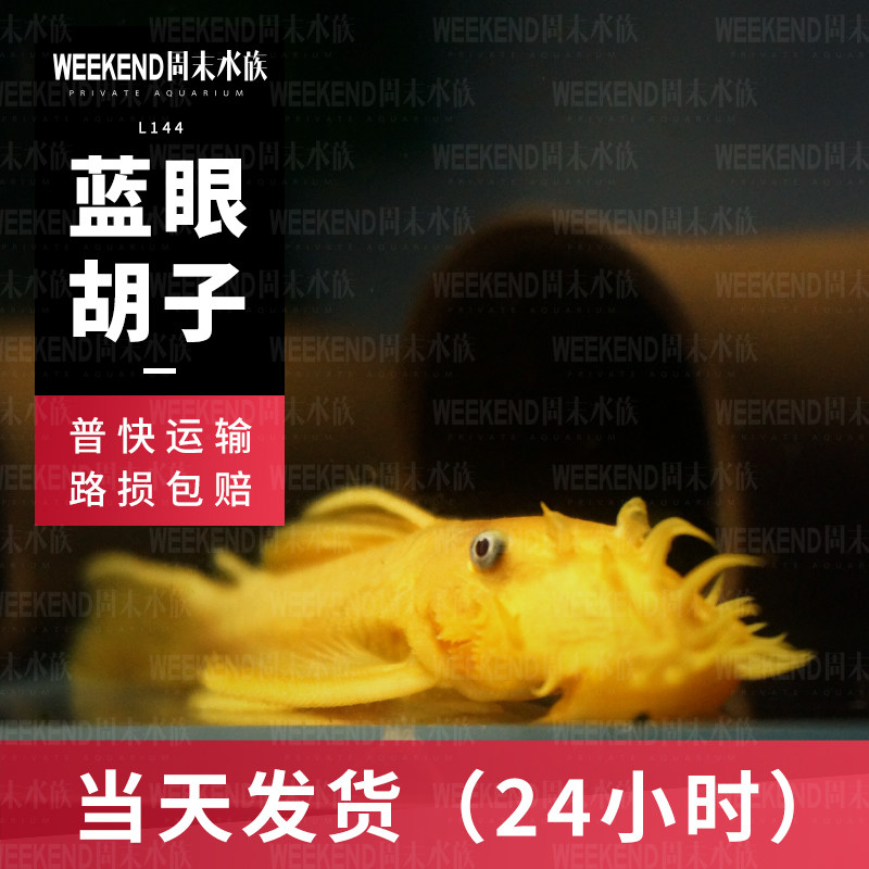 [周末水族]黄金胡子大帆清缸除藻工具鱼小型热带淡水观赏鱼红蓝眼
