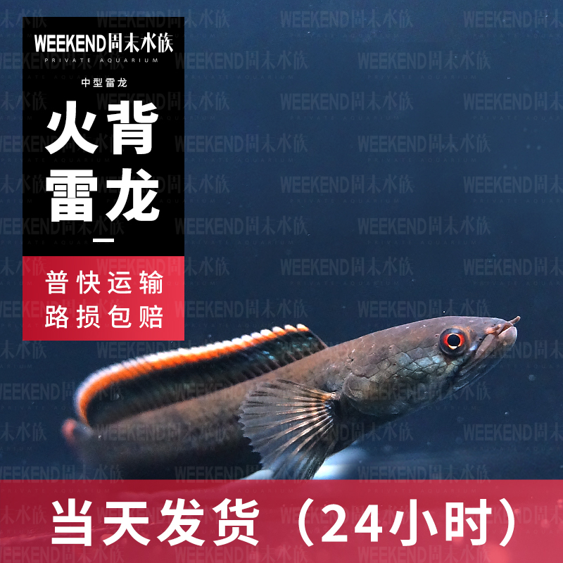 火背雷龙寮国老挝火背热带鱼