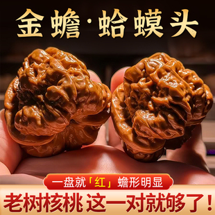 延庆老树精品蛤蟆头文玩核桃开背金蝉狮子头手球一物一图手盘把件
