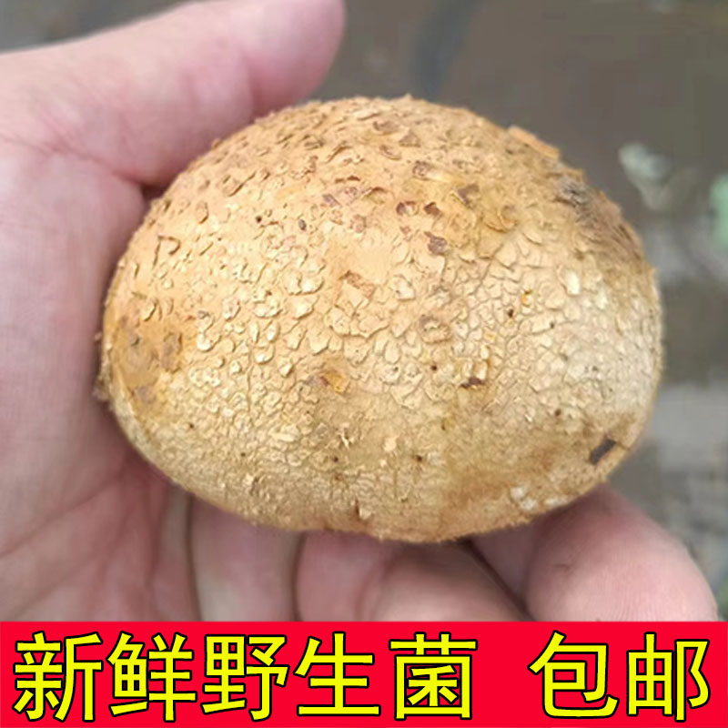 贵州野生马勃菌马皮包菌马粪包菌松露新鲜石头菇马屁包屁泡菌包邮