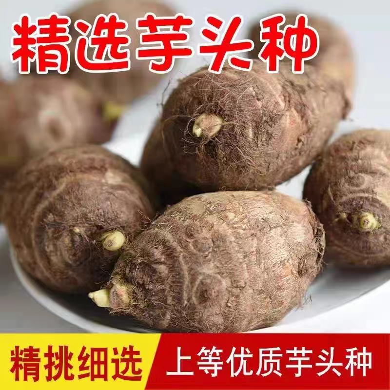 山东芋头种子牛奶小芋头种高产易种芋艿种子没催芽秧苗种苗旱地芋