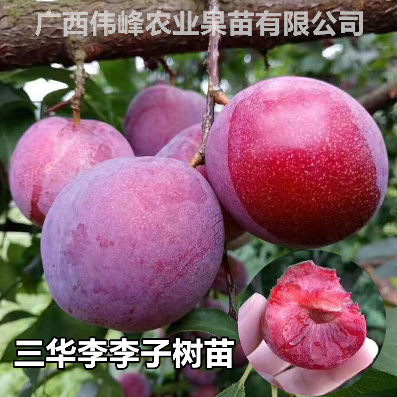 钱排银妃三华李苗嫁接早熟晚熟三月李果树庭院地栽四季种植当年结