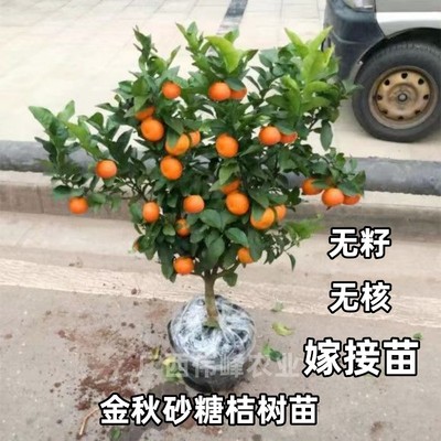 金秋砂糖桔树苗盆栽南北种植世纪红蜜橘无籽东方红蜜桔沙糖桔柑橘