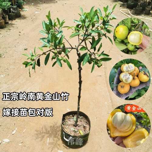 广西岭南黄金山竹嫁接苗四季种植