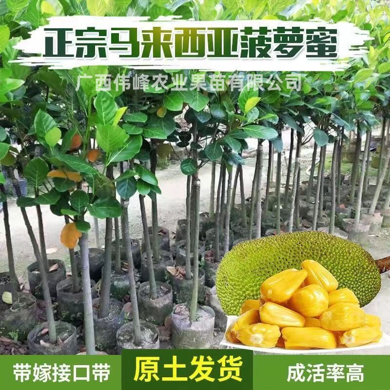 广西四季菠萝蜜树苗当年结果耐寒室外果树苗树菠萝地栽南北方可种