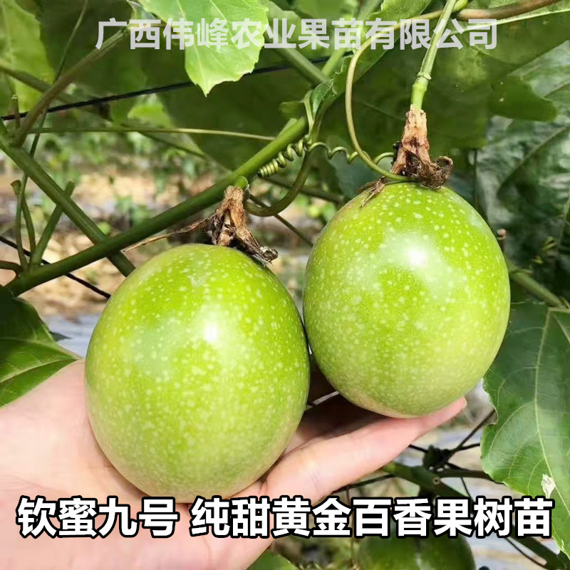 钦蜜九号百香果苗嫁接维密蜂蜜味纯甜黄金百香果树苗四季不断结果-封面