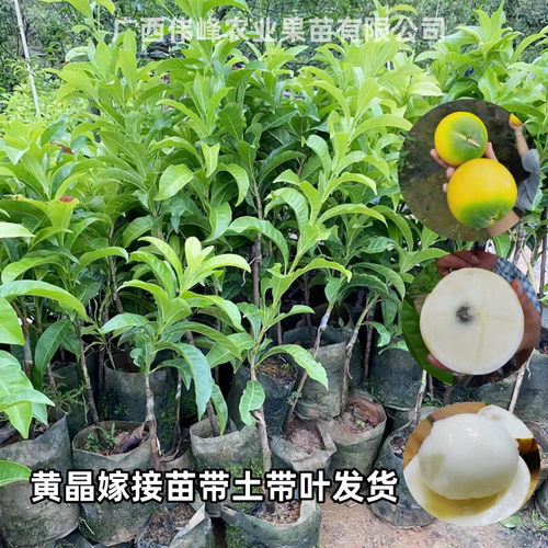 四季黄晶果树苗带土带叶当年结果