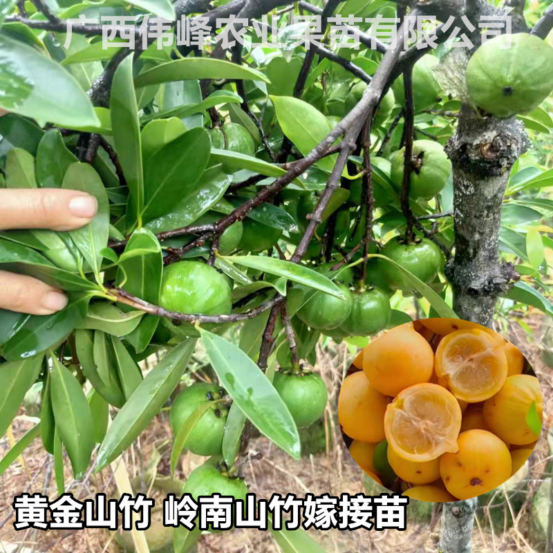 黄金岭南山竹盆栽当年结果树苗