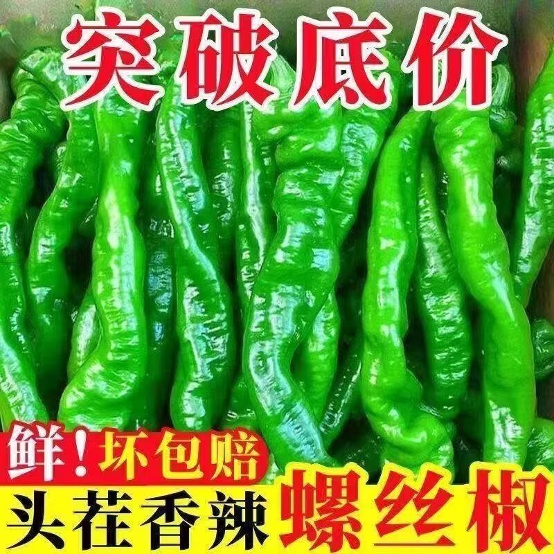现摘现发鲜辣椒螺丝椒陇椒特价