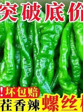 现摘现发鲜辣椒螺丝椒陇椒特价