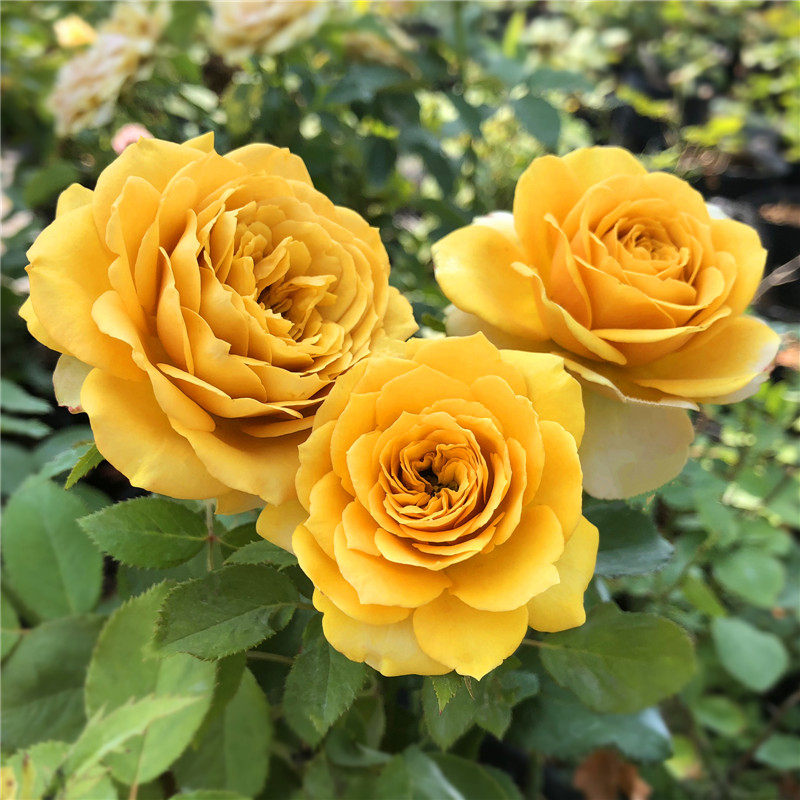 松之梦 月季花苗藤本绿植玫瑰室内花卉盆栽四季开花观花植物 芳菲缘花卉旗舰店 淘优券