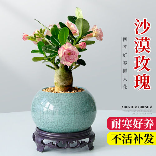 沙漠玫瑰多肉植物室内绿植盆景四季花卉老桩小好养活盆栽办公桌面