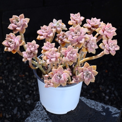 阿伦陪多肉植物组合盆栽懒