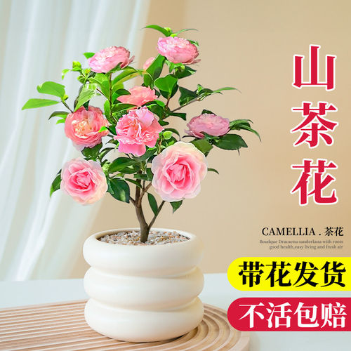 香妃山茶花盆栽树苗带花苞花卉植物树苗室内客厅四季好养易活绿植