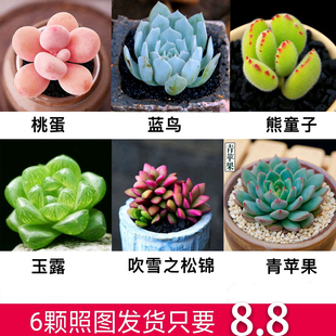 多肉植物组合盆栽绿植花卉稀有大颗带盆好养巧克力熊童子玉露