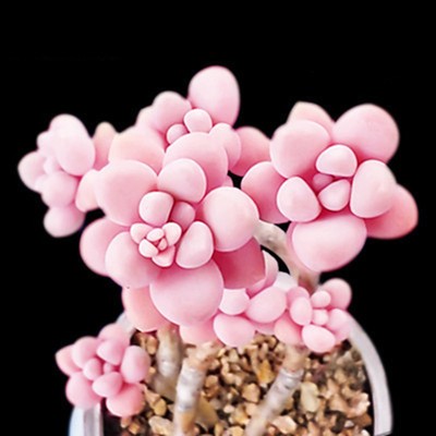 新款多肉植物组合盆栽稀有品