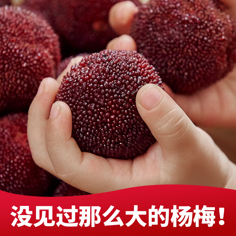 【贡品级】正宗仙居杨梅新鲜东魁杨梅现摘现发当季水果6斤礼盒装