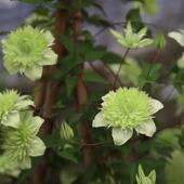 帅帅园艺 F系爬藤铁线莲阳台盆栽庭院地栽藤本绿植 小绿