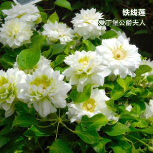 帅帅园艺 亮白色重瓣早花大花组 爱丁堡公爵夫人